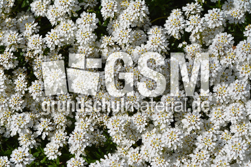 Schleifenblume_2.jpg
